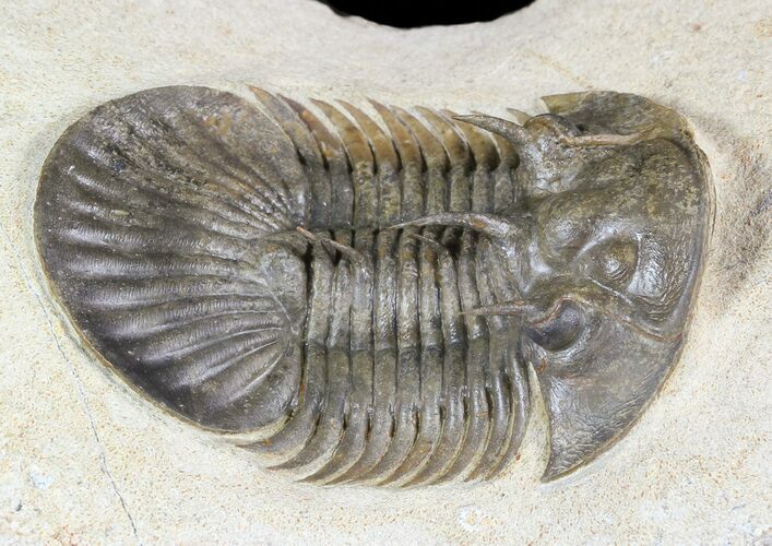 Undescribed Trilobite (aff Bojoscutellum) - Very Rare #46440